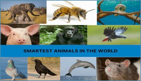 Unveiling The World's Dimmest: Discoveries In Animal Intelligence